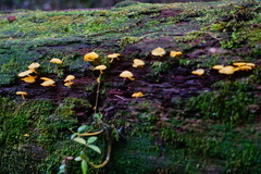 Tricholomopsis aurea