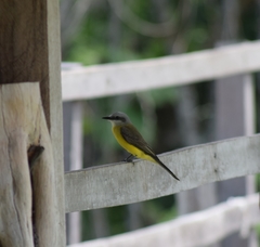 Tyrannus albogularis