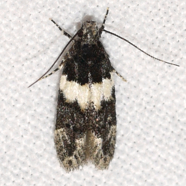 Pubitelphusa