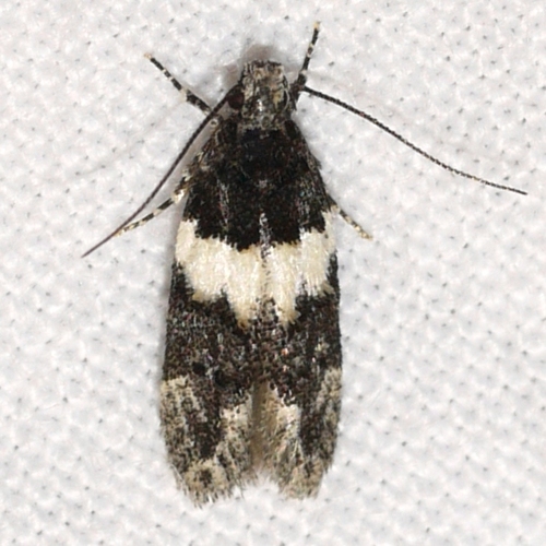 How to identify Pubitelphusa latifasciella (Chambers, 1875)