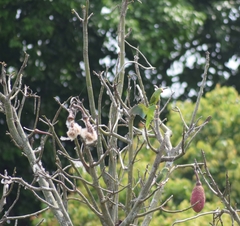 Brotogeris sanctithomae