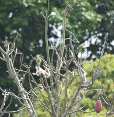 Brotogeris sanctithomae