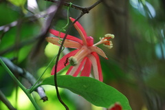 Passiflora glandulosa