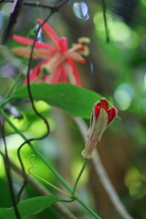 Passiflora glandulosa