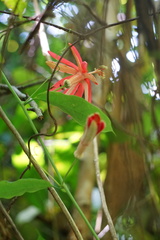 Passiflora glandulosa