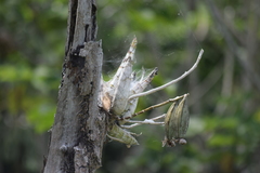 Catasetinae