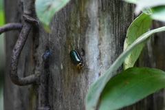 Cacoscelis marginata