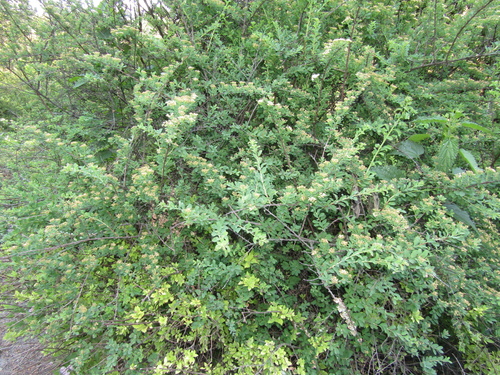 Spiraea nipponica iNat (2)