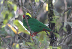 Chlorornis riefferii