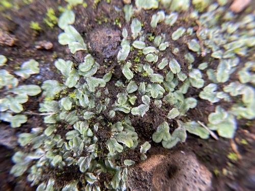 Image of Riccia hawaiiensis by no rights reserved