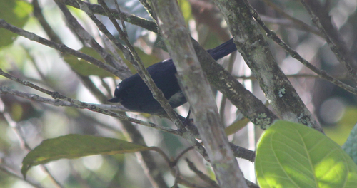 White-sided Flowerpiercer