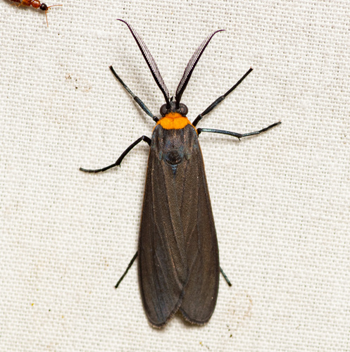 Yellow-collared scape moth
