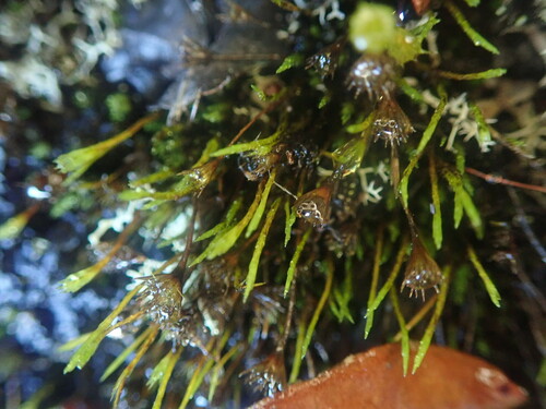 Campylopus exasperatus