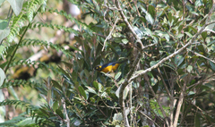 Anisognathus lacrymosus