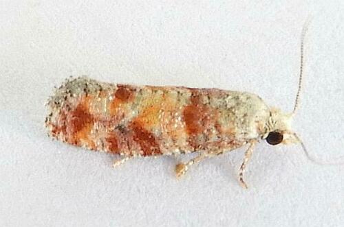 Nantucket Pine Tip Moth photo 5