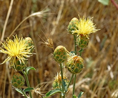 Centaurea salonitana