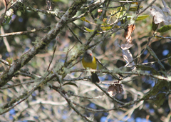 Cnemoscopus rubrirostris