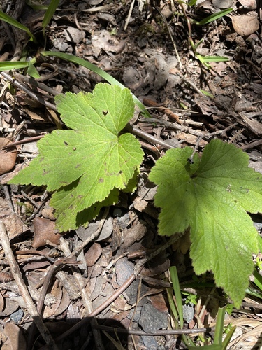 Eriocapitella japonica