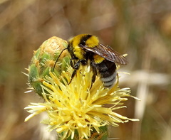 Bombus argillaceus