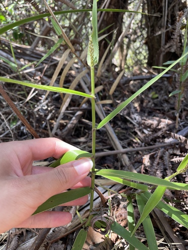 Image of Isachne distichophylla by no rights reserved
