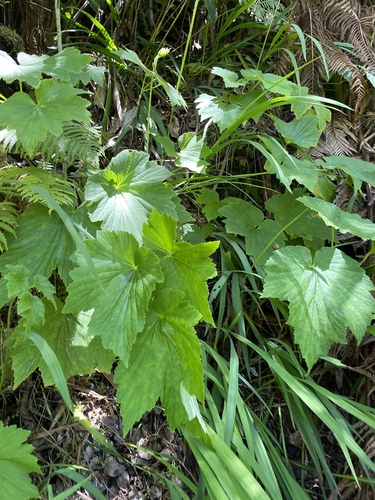 Image of Eriocapitella japonica by no rights reserved