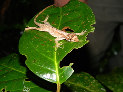 Anolis humilis