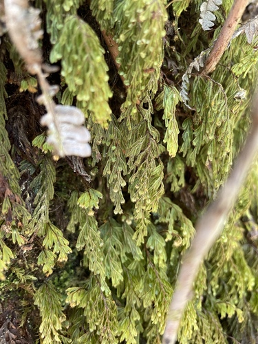 Image of Hymenophyllum lanceolatum by no rights reserved