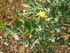 Centaurea salonitana