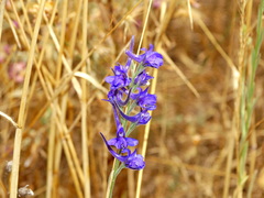Delphinium peregrinum