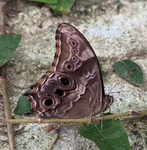 Tamil Treebrown