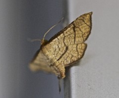Hypolamprus ypsilon