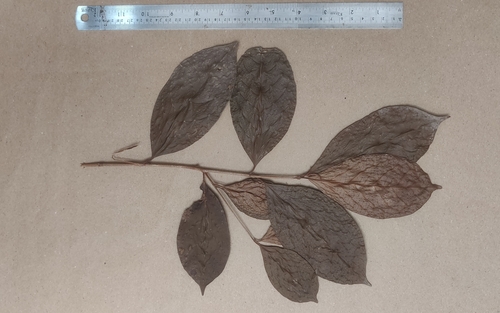 Mastixia arborea (Mastixia arborea)