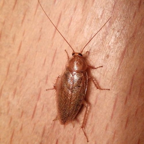 Amber Wood Cockroach, photo 4 of 7