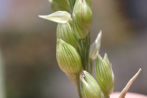 Panicum miliaceum observed 2023-06-08