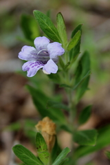 Dyschoriste oblongifolia