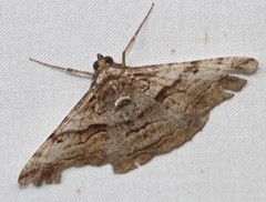 Gastrinodes bitaeniaria