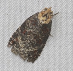 Cryptoptila australana