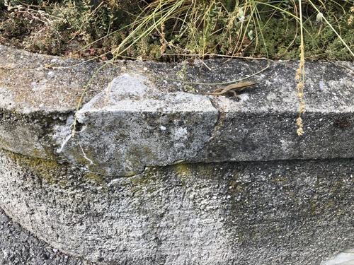 Mauereidechse