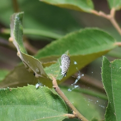 Leptotes cassius