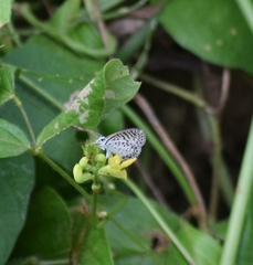 Leptotes cassius