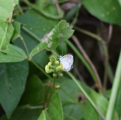 Leptotes cassius