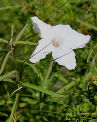 Ruellia noctiflora
