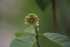 Lecythidaceae