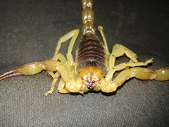 Hadrurus