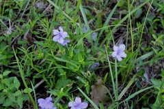 Ruellia pinetorum