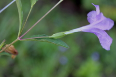 Ruellia pinetorum