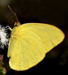 Phoebis agarithe fisheri