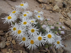 Erigeron concinnus concinnus