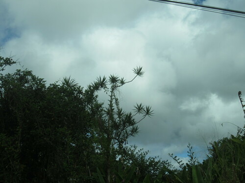 Dracaena angustifolia observed 2023-06-09