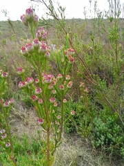 Leucadendron corymbosum